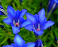 Good sized blue flowers